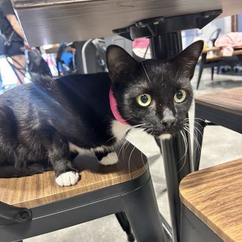Orlando Cat Cafe - Animal Shelters Near Me - Clermont, Florida Orlando Cat Cafe - Animal Shelters Near Me - Clermont, Florida