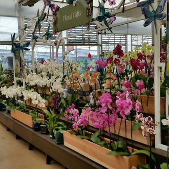 Pike Nurseries - Orchids! - Nurseries & Gardening Near Me - Atlanta, Georgia Pike Nurseries - Orchids! - Nurseries & Gardening Near Me - Atlanta, Georgia