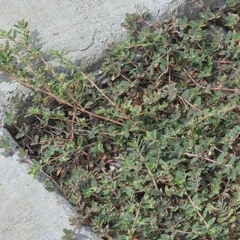 Purple Care - Lawn Care & Pest Control Fort Worth - Pest Control Near Me - Fort Worth, Texas Purple Care - Lawn Care & Pest Control Fort Worth - Pest Control Near Me - Fort Worth, Texas