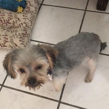 Ohana Paws - Pet Groomers Near Me - Rialto, California Ohana Paws - Pet Groomers Near Me - Rialto, California