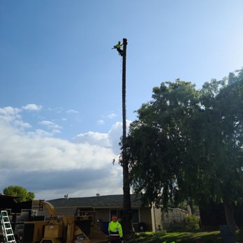 Big Branch Tree Service - Tree Services Near Me - San Diego, California Big Branch Tree Service - Tree Services Near Me - San Diego, California