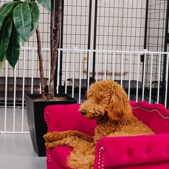 Z Pet Hotels - Pet Boarding Near Me - Las Vegas, Nevada Z Pet Hotels - Pet Boarding Near Me - Las Vegas, Nevada