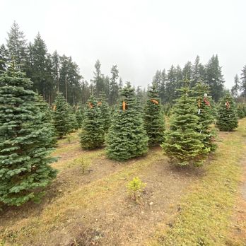 Double Four Tree Farm - Nurseries & Gardening Near Me - Tacoma, Washington