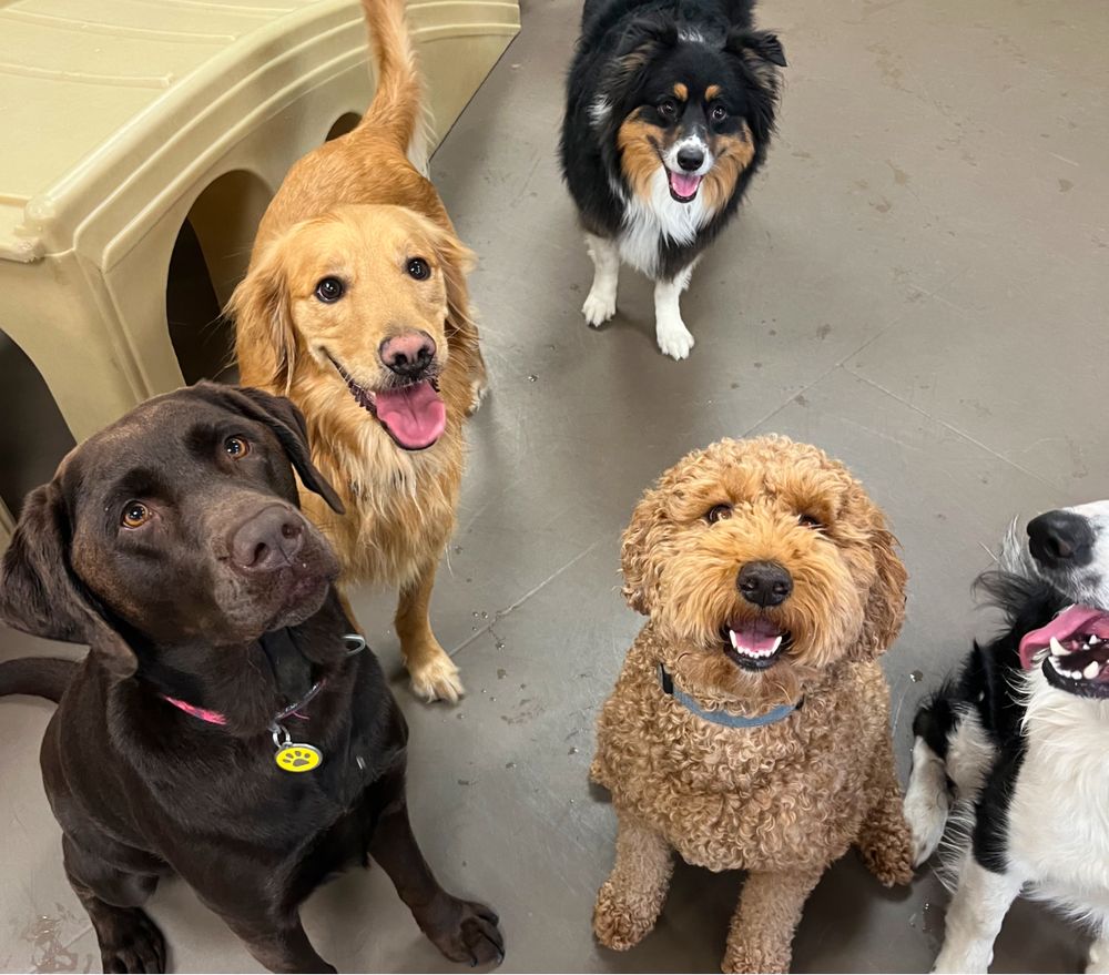 Dogwoods Lodge - pet boarding facility in Grimes, IA