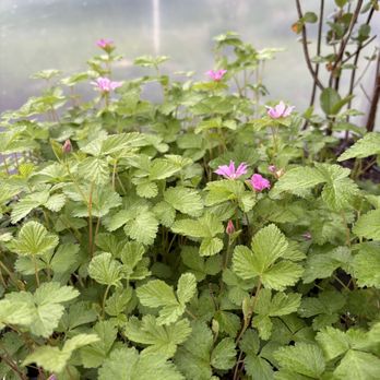 Gold Gardening - Not just flowers- GROUND COVER RASPBERRIES! - Nurseries & Gardening Near Me - Fort Wayne, Indiana Gold Gardening - Not just flowers- GROUND COVER RASPBERRIES! - Nurseries & Gardening Near Me - Fort Wayne, Indiana
