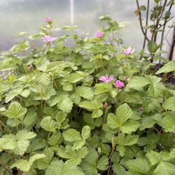 Gold Gardening - Not just flowers- GROUND COVER RASPBERRIES!