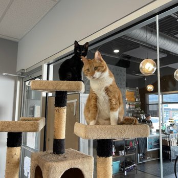 Purrfect Cup - two cats sitting on a cat tree - Cafes Near Me - Fredericton, New Brunswick
