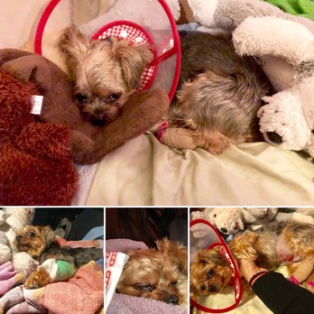 ZippiVet - Post bladder stone removal surgery - Veterinarians Near Me - Austin, Texas