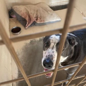 Austin Pet Ranch - this dog's pillow had lots of blood stains - Pet Groomers Near Me - Austin, Texas Austin Pet Ranch - this dog's pillow had lots of blood stains - Pet Groomers Near Me - Austin, Texas