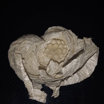 Primo Pest Solutions - Paper Wasp Nest - Pest Control Near Me - North Salt Lake, Utah