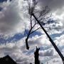 Photo of D's Tree's