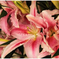 Florería Jardín