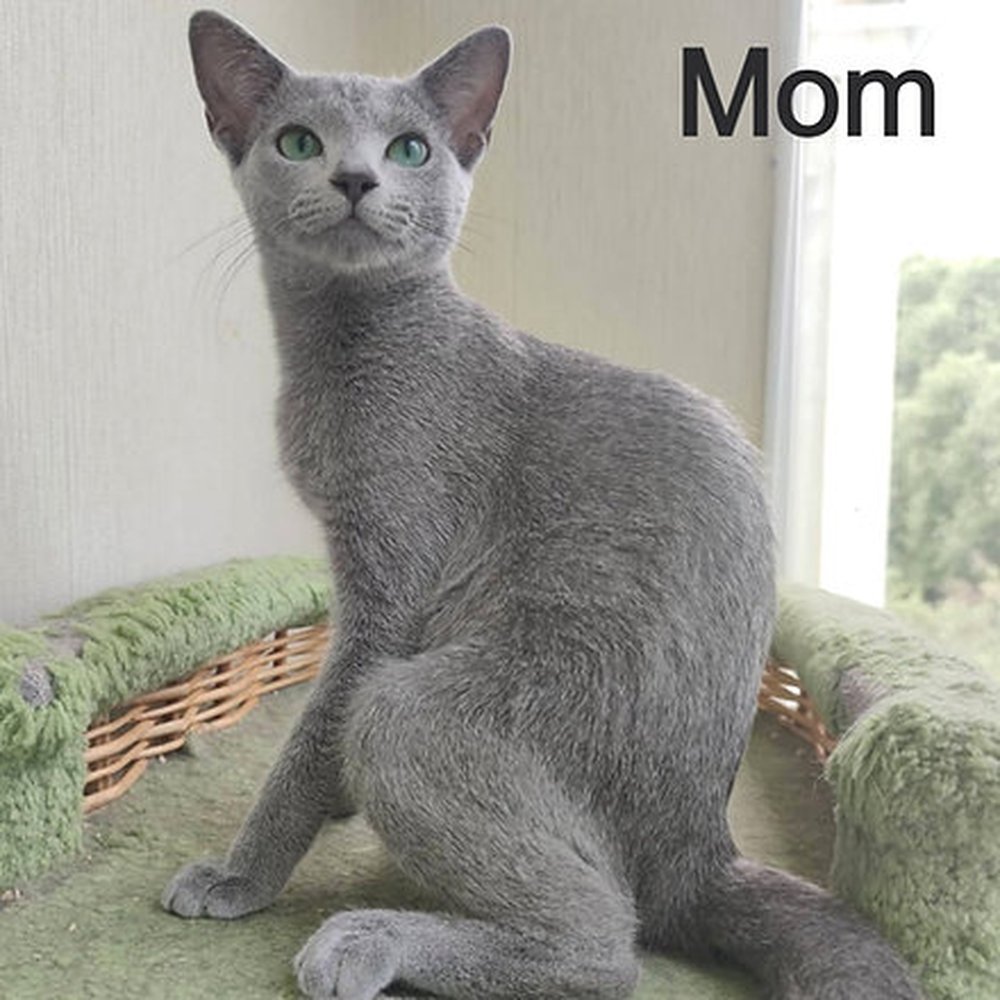 TOP 10 BEST Animal Shelters in Las Cruces, NM - Updated 2026 - Yelp