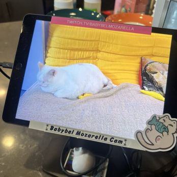 Catzen Coffee - Cat Cam!!! - Coffee & Tea Near Me - Saint Paul, Minnesota Catzen Coffee - Cat Cam!!! - Coffee & Tea Near Me - Saint Paul, Minnesota