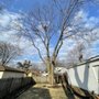 Photo of Coy Tree Service