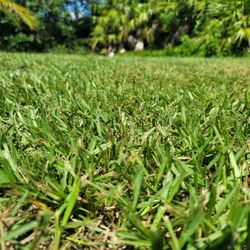 Bushey Lawn Care
