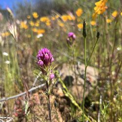 Lake Poway Trail