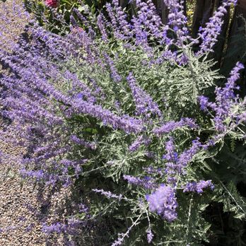 Canyon Road - Lavender - Art Galleries Near Me - Santa Fe, New Mexico