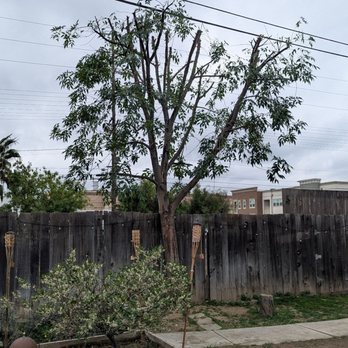 Jaime Jr Tree Service - After photo of tree 2 - Tree Services Near Me Jaime Jr Tree Service - After photo of tree 2 - Tree Services Near Me
