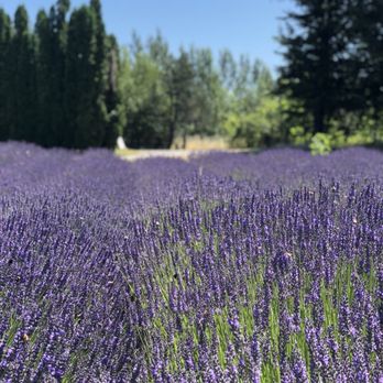 Columbia View Lavender Farm - Farms Near Me - Corbett, Oregon