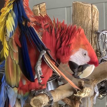 Brookfield Zoo Chicago - Parrot - Zoos Near Me - Brookfield, Illinois