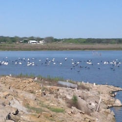 Painted Sky Inn - American White Pelicans