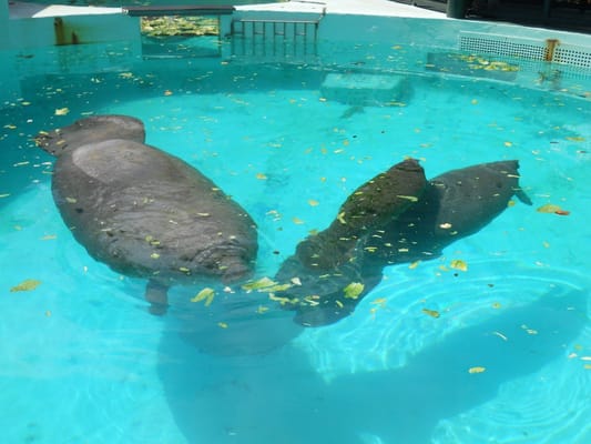 Miami Seaquarium by null