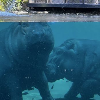 Urban Jungle - Zoos Near Me - San Diego, California