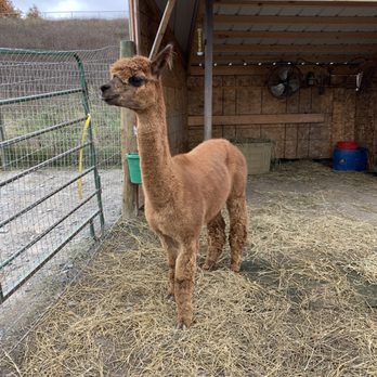 Stagecoach Trails Alpacas - Farms Near Me - Middletown, New York