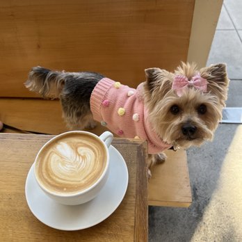 The Mill - Winter spice latte - Coffee & Tea Near Me - Sacramento, California