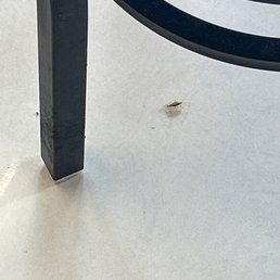 Roaches Roaches