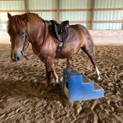 Two Hearts Equestrian Center - Photos