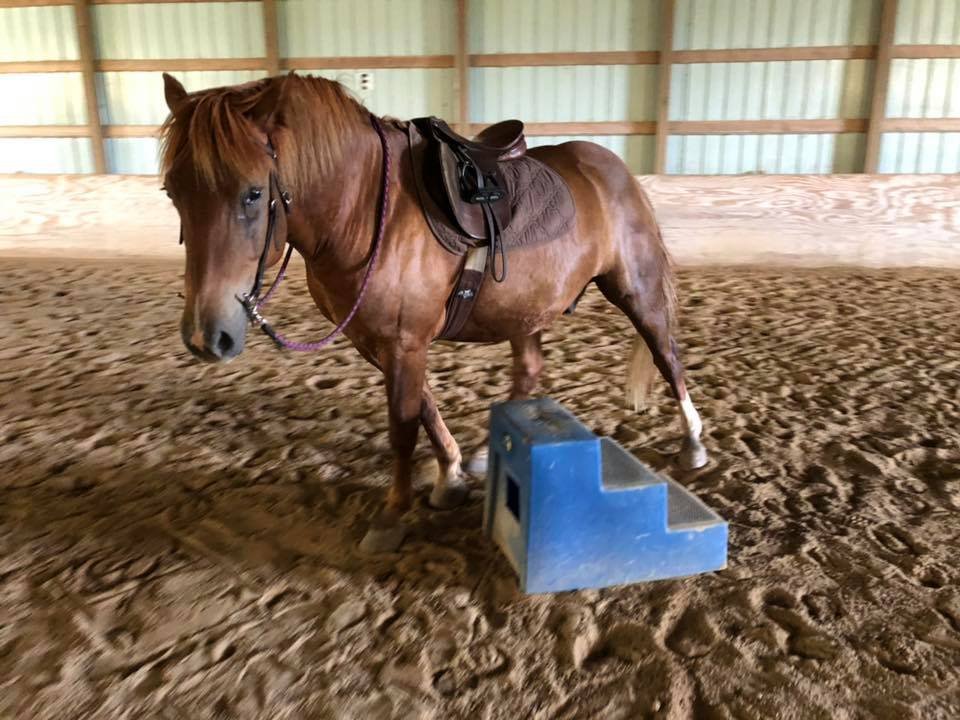 Two Hearts Equestrian Center - equestrian in Fort Atkinson, WI