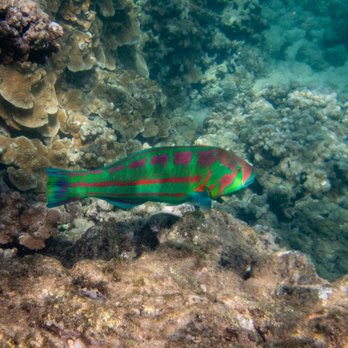 Ocean Project Maui - Snorkeling Near Me - Lahaina, Hawaii Ocean Project Maui - Snorkeling Near Me - Lahaina, Hawaii