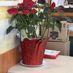 Leo's Coney Island - We named this plant Robert