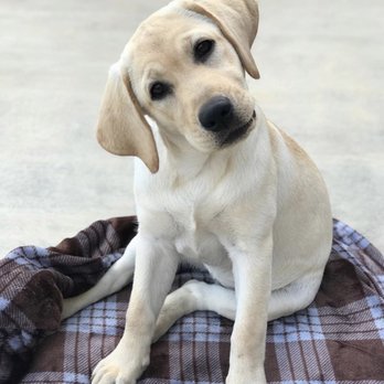 Wag Works - Meadow - Pet Training Near Me Wag Works - Meadow - Pet Training Near Me