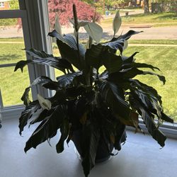 Flowers 'n' Ferns - The biggest Peace Plant I've ever seen! 9 blooms!!