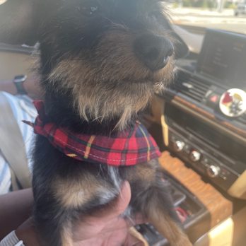 Nikki's Pet Spa - My fur buddy Pboy after a trip at Nikki's Per Spa - Pet Groomers Near Me - Norco, California Nikki's Pet Spa - My fur buddy Pboy after a trip at Nikki's Per Spa - Pet Groomers Near Me - Norco, California