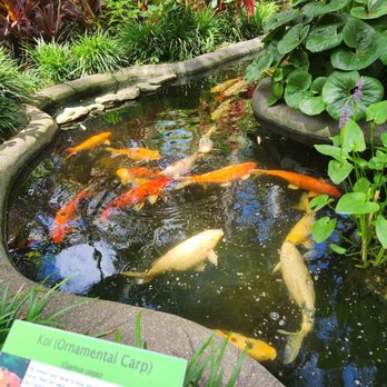 Sunken Gardens - Koi pond - Nurseries & Gardening Near Me - Saint Petersburg, Florida Sunken Gardens - Koi pond - Nurseries & Gardening Near Me - Saint Petersburg, Florida