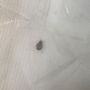 APX Pest Solutions