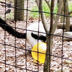 Binder Park Zoo - Lemur at Binder Park Zoo