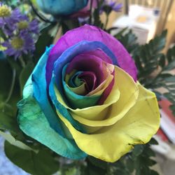 Daniellle's Florist - Petal dyed roses
