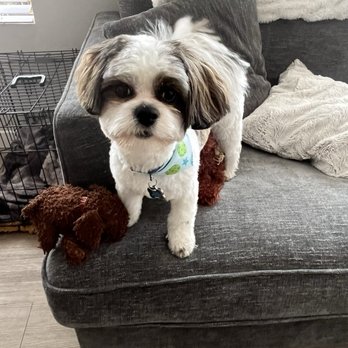 DawgyStyle - Rex's new Haircut - Pet Groomers Near Me - Dana Point, California DawgyStyle - Rex's new Haircut - Pet Groomers Near Me - Dana Point, California