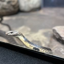 Clyde Peeling's Reptiland