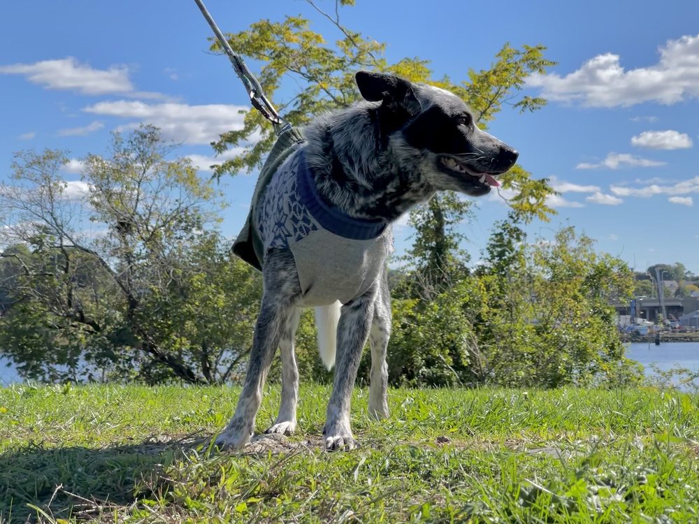 Wiggle Walkers - pet boarding facility in Providence, RI