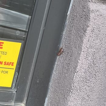 Arby's - Roaches crawling on the building - Fast Food Near Me - BASTROP, Texas Arby's - Roaches crawling on the building - Fast Food Near Me - BASTROP, Texas