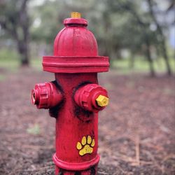 bay street dog park - Fire hydrant, a popular spot for male dogs