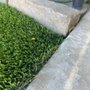 Photo of Unique Artificial Grass