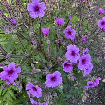 Spellbound Herbs - Nurseries & Gardening Near Me - Cambria, California