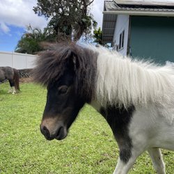 Mini Magic Therapy Horses Kona - July 4 2024